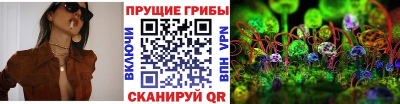 Галлюциногенные грибы Psilocybine cubensis  Купить где  Гвардейск 